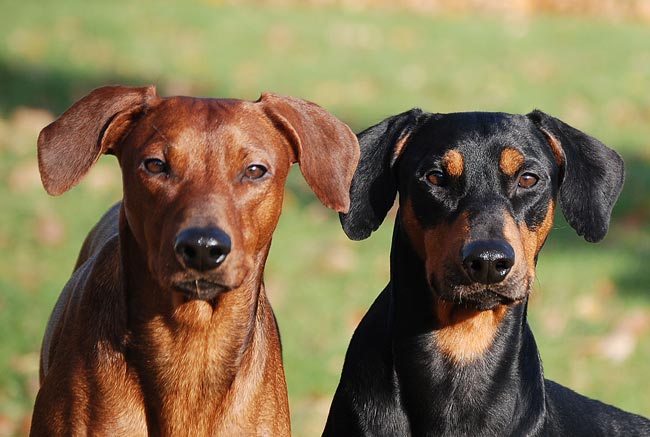 Rover och Pheonix