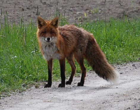 The fox