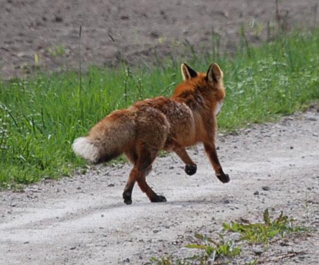 The fox again