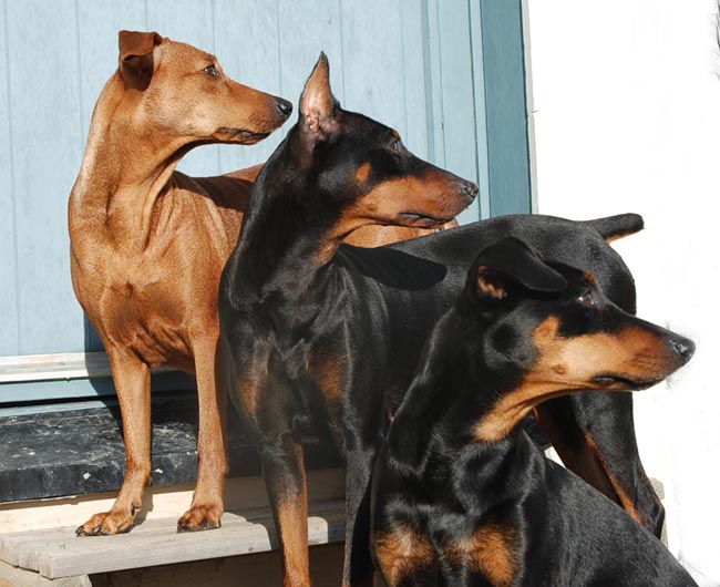 trio på sin vakt