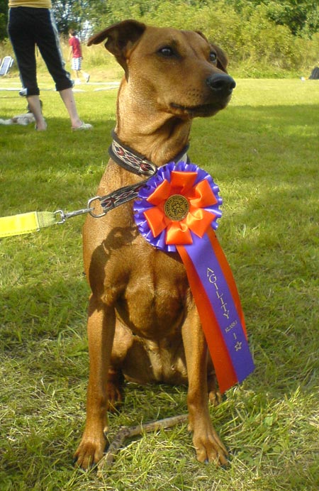 Agility vinnare