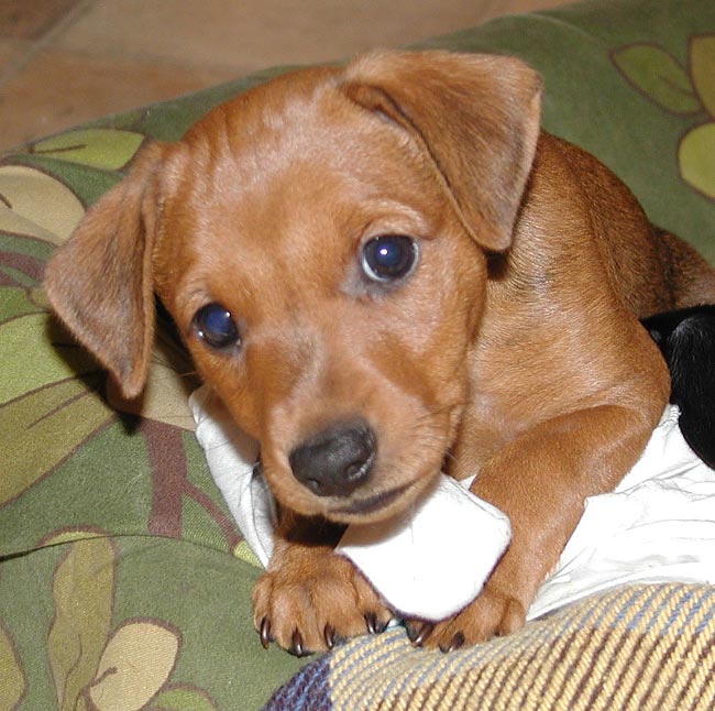 Lexi puppy