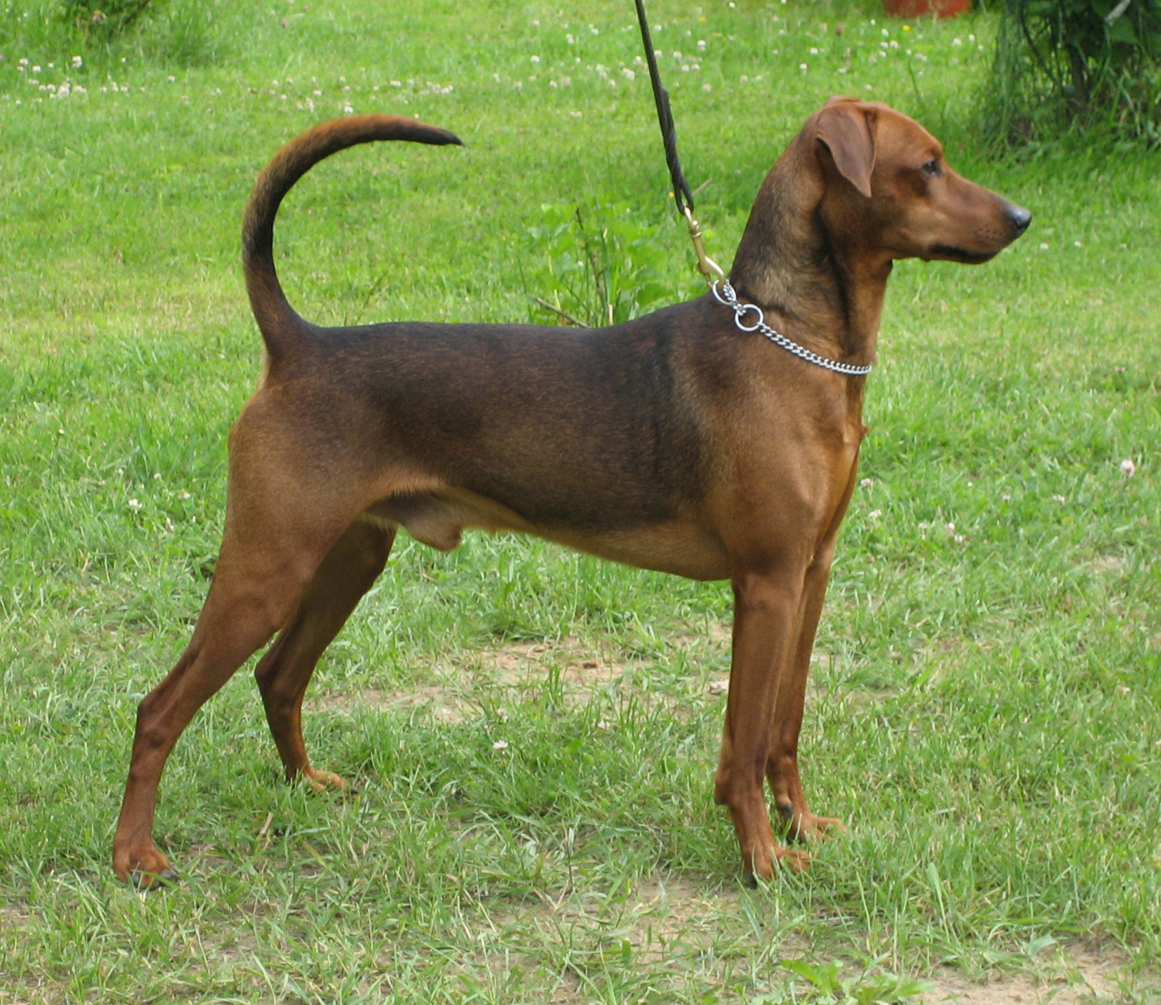 Xitamiz Lupuz