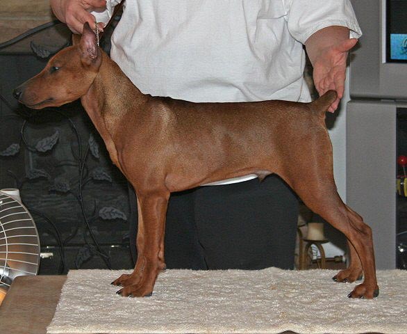 Xitamiz Roadrunner puppy