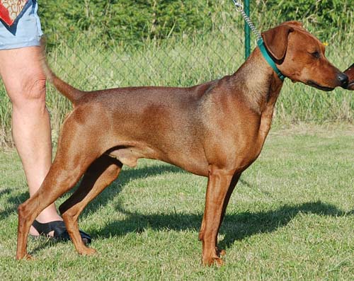 Xitamiz Samwize Gamgee 1½ years old