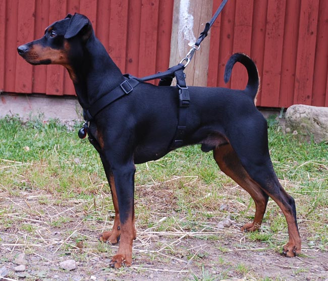 Xitamiz ulmer 1 year old