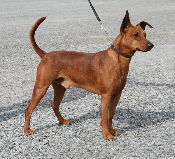 Xitamiz Voodoo 19 months old