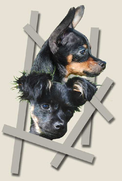 xitamiz logo
